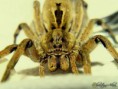 /album/arachnida/lycosa-erythrognatha-1-jpg/